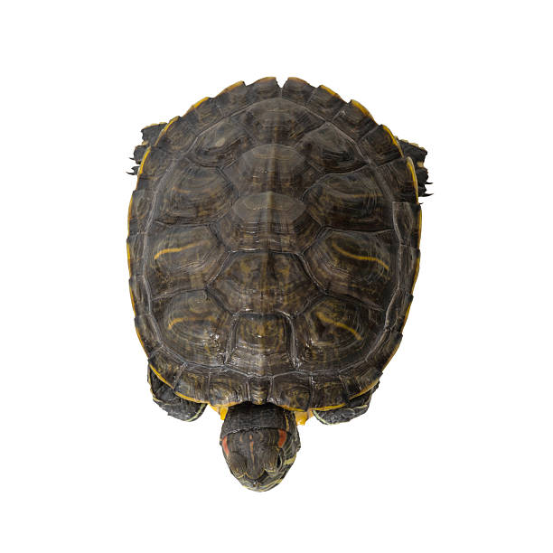 istock A Close-Up View of a Beautiful Turtle with Unique Patterns and Colors in Its Shell 2254559984