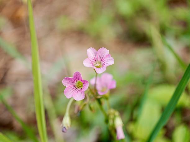 istock Oxalis Corymbosa Flowers 2254560078