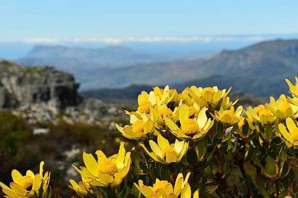 Hout Bay as viewed from Chapman's Peak, South Africa