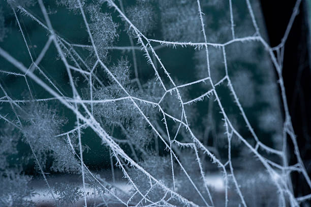 Closeup of frosted spiderweb on cold winter day