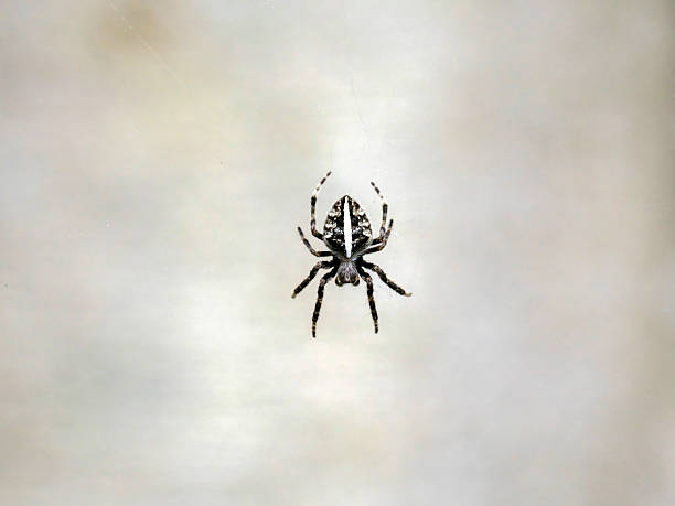 Close-up view of a spider and its web