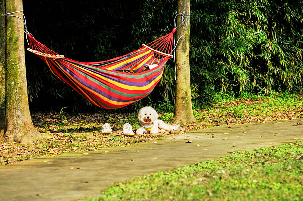 Hammock ( red and green ) in small forest and poodle puppy