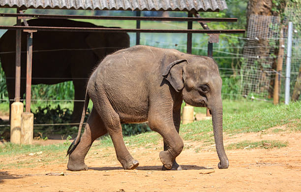 istock A baby elephant walking on the ground 2254561293