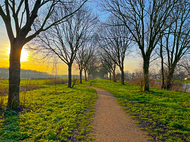 Trees along a footpath at sunset in winter, Almere, Flevoland, Netherlands