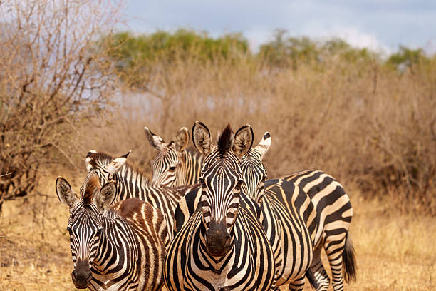 Plains Zebra (Equus quagga) together in Tarangire National Park Tanzania.