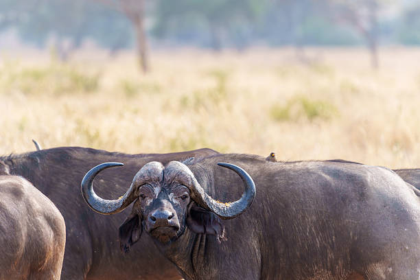 African or Cape buffalo (Syncerus caffer,) looking straight at camera displaying horns surrounded by other animals in dusty haze in Tarangire National Park.