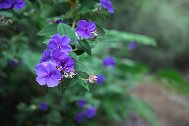 Close-up of vibrant purple Princess Flower blossoms (Tibouchina urvilleana) growing in a lush subtropical garden on Madeira.