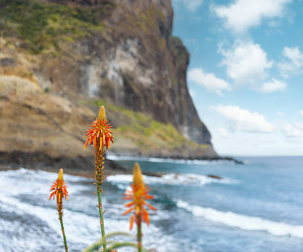 Orange aloe blossoms stand out against the cliff and incoming waves.