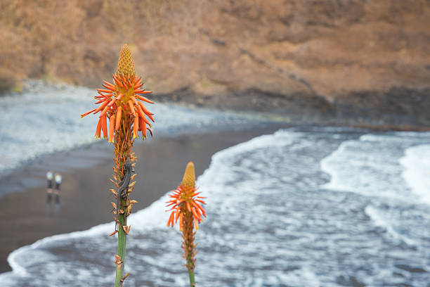 Yaiza, Lanzarote, Canary Islands, Spain - March 8th 2025: Golden Torch of the Desert – A blooming Aloe vera plant on Lanzarote sends up a vibrant flower spike, its tubular orange-yellow blossoms glowing against the island’s volcanic backdrop. A rare splash of color in the arid landscape, attracting sunbirds and bees.