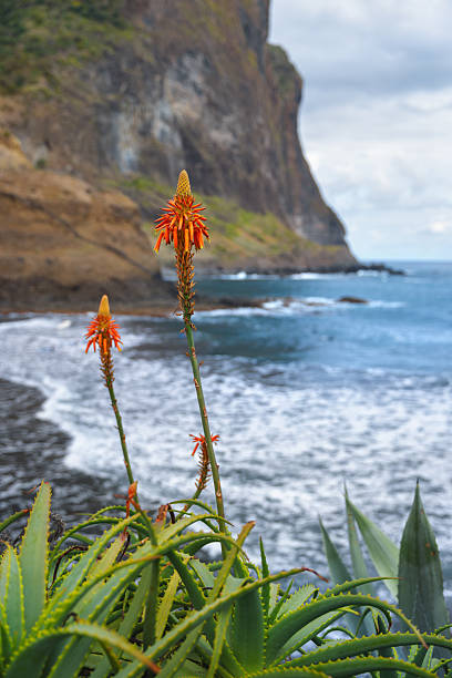 istock Coastal Aloe Flowers By The Beach 2254569116