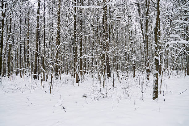 Serene winter landscape with tall birch trees blanketed in snow, thick forest underlayer covered in white snow, tranquil scene