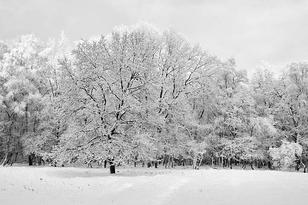 A serene and dreamy winter scene showing a dense forest completely covered in deep frost and snow