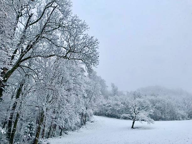 Serene winter scene with snowy field and leafless trees under an overcast sky—minimal and tranquil.