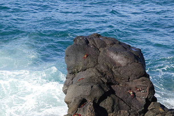 Fauna of Canary Islands - Moorish crab, red crab or black crab, Grapsus adscensionis