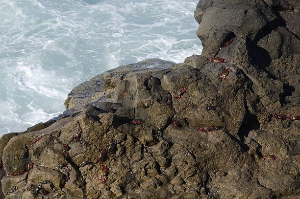 Fauna of Canary Islands - Moorish crab, red crab or black crab, Grapsus adscensionis