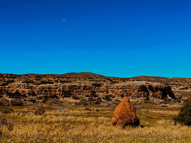 A termite mound rises in a dry, grassy landscape, showcasing nature's resilience and unique architecture in the wild.
