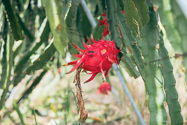 Dragon fruit grown in the farm