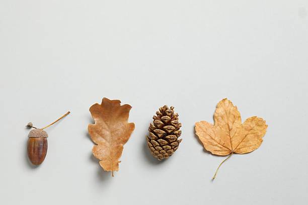 istock Various autumn leaves on grey background 2254578177