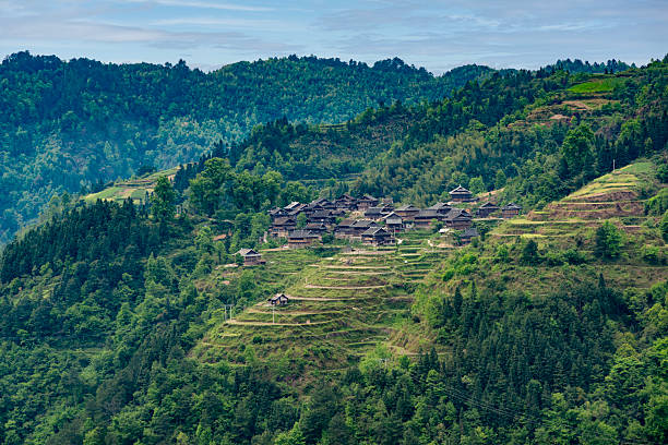 Terraced rice landscape in China, one farmer planting Yangshuo, PingAn. Chinese village and rice fields