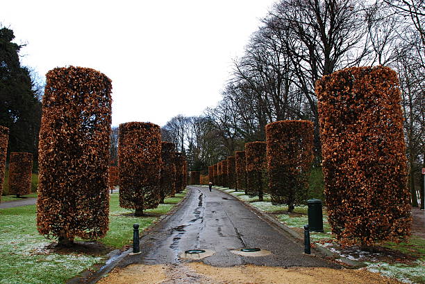 Brussels, Belgium - March 24, 2008: A view of a pedestrian path within a Brussels park, showcasing specialized topiary techniques on mature trees. The scene documents the environmental conditions of late March 2008, characterized by residual winter foliage and damp, overcast weather. This image provides a record of municipal park maintenance and urban green space aesthetics in the European capital during the late 2000s.