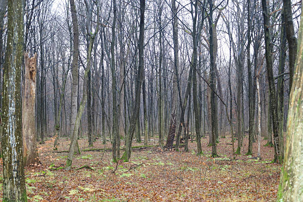 istock ​A dense deciduous forest during the winter or early spring period, where slender leafless tree trunks create a rhythmic vertical pattern. 2254578912