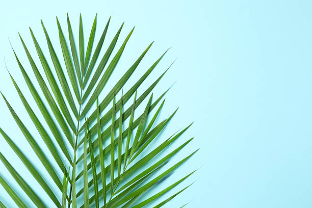 istock Green palm leaves on blue background, space for text 2254579545