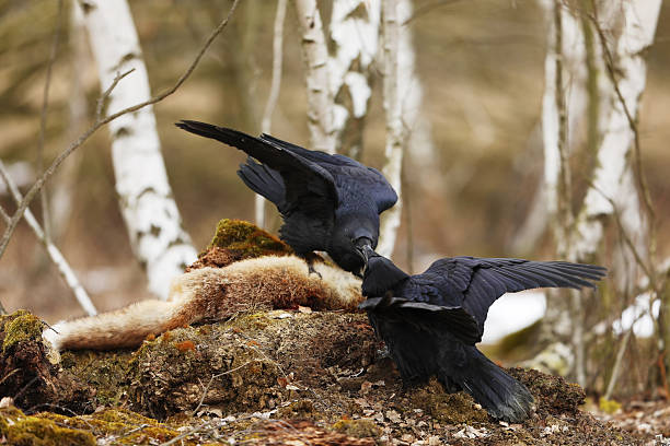 istock Pair of ravens fight for fox prey between birch trees - Corvus corax. Natural habitat. Spring 2254579580