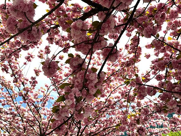 An enchantingly beautiful sakura tree with delicate pink blooms, close up