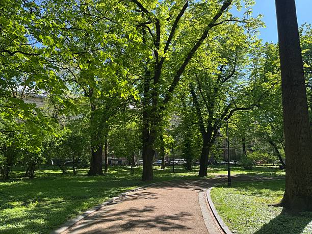 istock Alley with green trees in park 2254580152