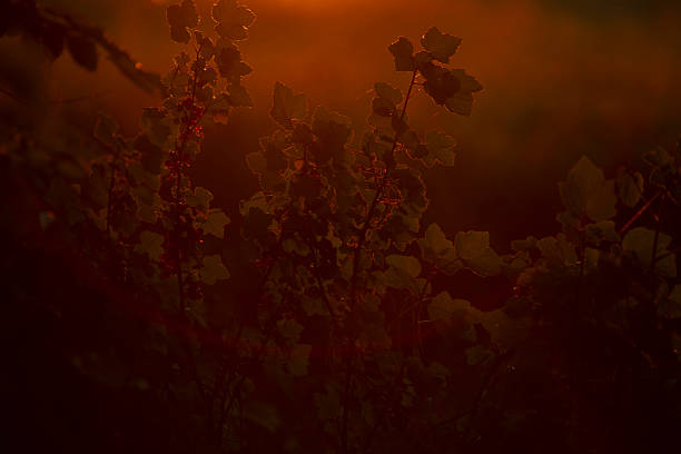dusky blossom silhouette in moody orchard, backlit petals glowing with warm orange highlights, soft bokeh background, intimate closeup emphasizing texture of delicate branches