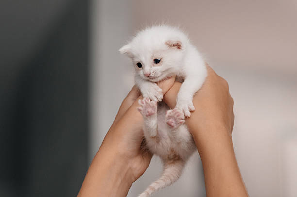 istock Adorable fluffy white kitten cuddled in hands with tender expressions 2254581333