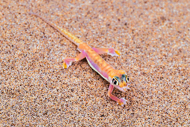 high angle view on tiny Namib sand gecko