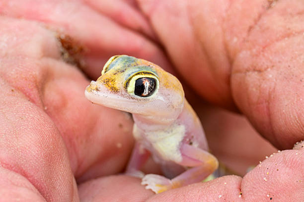 tiny Namib sand gecko – Palmatogecko (Pachydactylus rangei) –  looking out of human hand