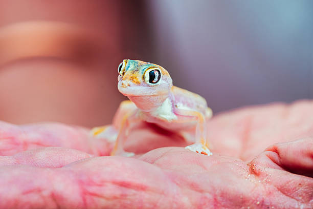 tiny Namib sand gecko – Palmatogecko (Pachydactylus rangei) –  sitting human hand