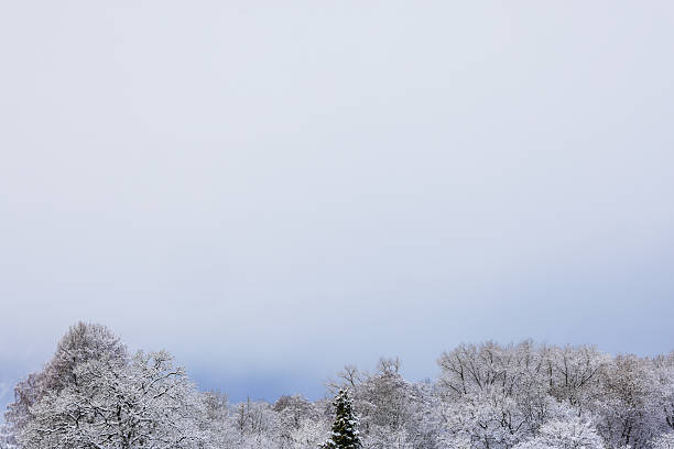 Winter snow scenics. Treetops covered in snow.