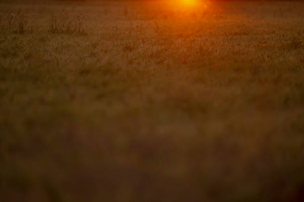 sunset meadow glowing with warm light and soft bokeh, grassy field stretches toward hazy horizon, shallow depth creates dreamy atmosphere and tranquil evening mood