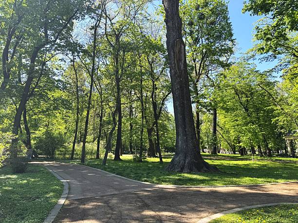 istock Alley with green trees in park 2254584799