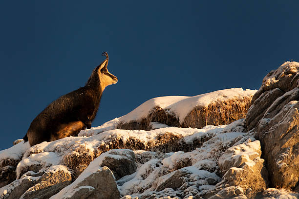 Alpenglow, Animal, Animal Body Part, Animal Head, Animal Wildlife