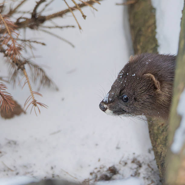 European mink or mustela lutreola also known as the Russian mink