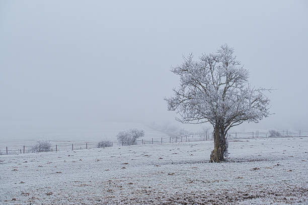 istock Winter in the Lower Taunus 2254586135