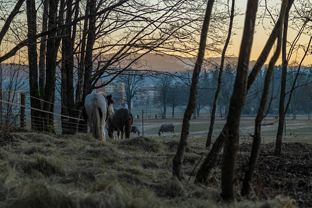 Winter cold afternoon orange sunset in area of Liberec CZ 12 27 2025