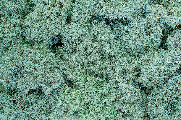 Flat lay, top view of natural green moss texture. Organic surface pattern photographed from above, suitable for background use, nature concepts, ecology, freshness, and environmental themes.