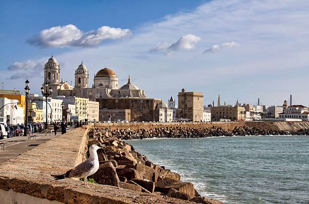 A scenic view of the Cadiz waterfront in Andalusia, featuring a seagull in the foreground perched on the stone wall. In the background, the historic skyline is dominated by the Santa Cruz Cathedral and its golden dome under a bright, cloudy sky.