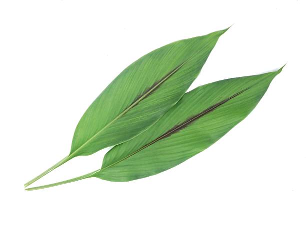 istock fresh green turmeric leaf isolated on white background 2254589300