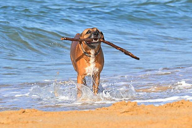 An energetic and happy boxer dog runs along the sand on the beach, emerging from the ocean with a stick in its mouth. The photo captures a moment of play, joy and the strong bond between a dog and its owner. A suitable image for topics related to pets, active lifestyle, summer, vacation and outdoor fun.