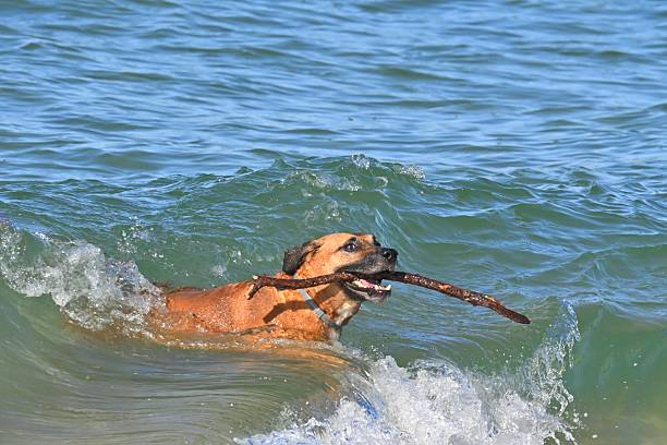 An energetic and happy boxer dog runs along the sand on the beach, emerging from the ocean with a stick in its mouth. The photo captures a moment of play, joy and the strong bond between a dog and its owner. A suitable image for topics related to pets, active lifestyle, summer, vacation and outdoor fun.