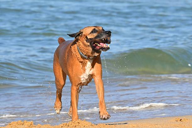 An energetic and happy boxer dog runs along the sand on the beach, emerging from the ocean with a stick in its mouth. The photo captures a moment of play, joy and the strong bond between a dog and its owner. A suitable image for topics related to pets, active lifestyle, summer, vacation and outdoor fun.
