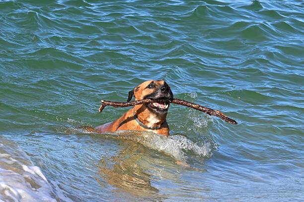 An energetic and happy boxer dog runs along the sand on the beach, emerging from the ocean with a stick in its mouth. The photo captures a moment of play, joy and the strong bond between a dog and its owner. A suitable image for topics related to pets, active lifestyle, summer, vacation and outdoor fun.