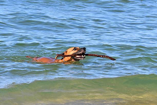 An energetic and happy boxer dog runs along the sand on the beach, emerging from the ocean with a stick in its mouth. The photo captures a moment of play, joy and the strong bond between a dog and its owner. A suitable image for topics related to pets, active lifestyle, summer, vacation and outdoor fun.
