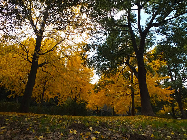 Park in autumn colors.